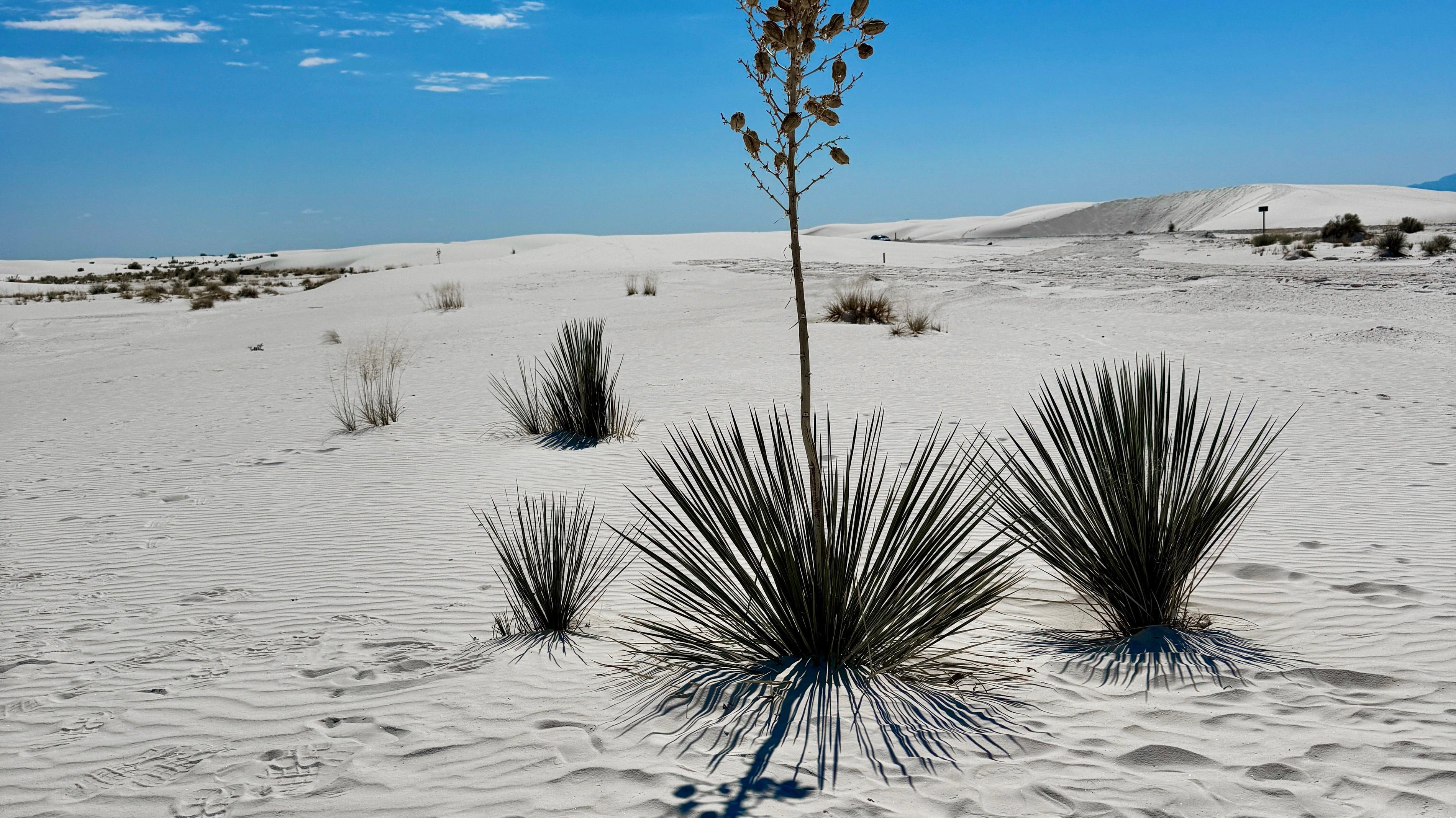 Tomé Supply: An Ancestral Journey Through Aesthetics and Nature