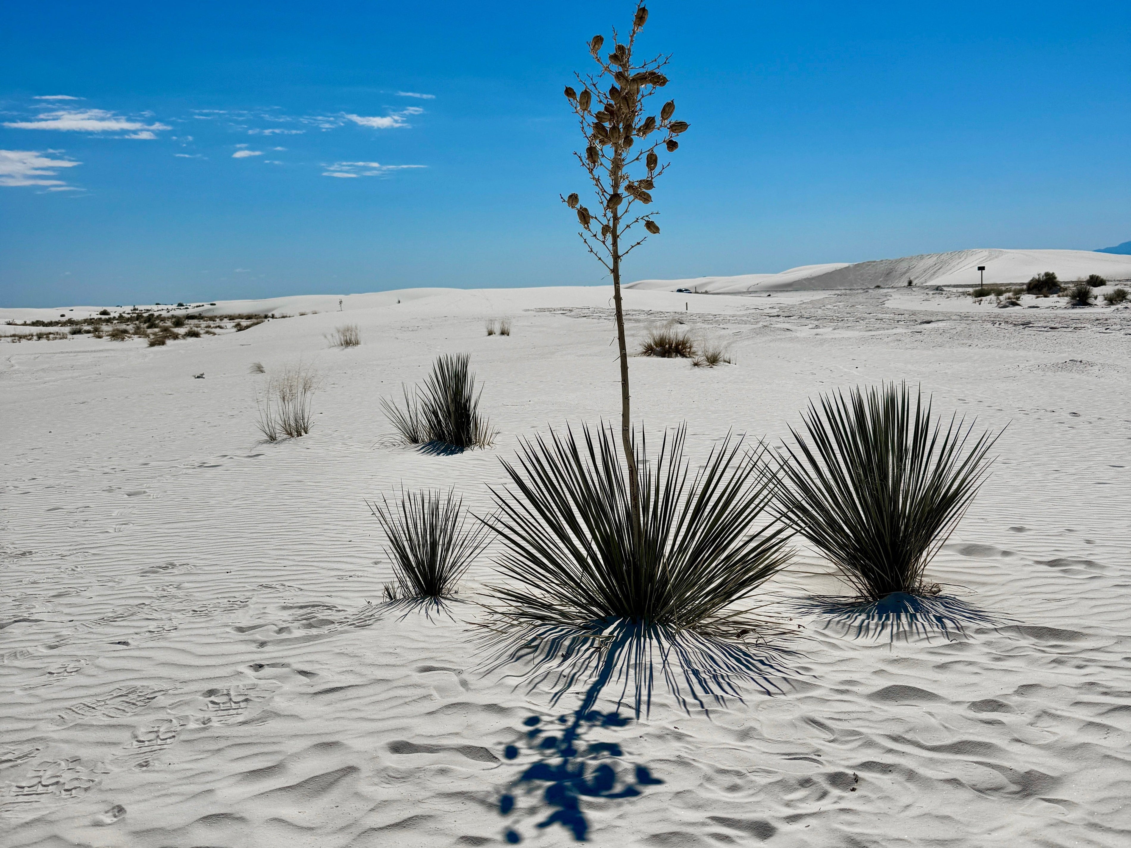 Tomé Supply: An Ancestral Journey Through Aesthetics and Nature