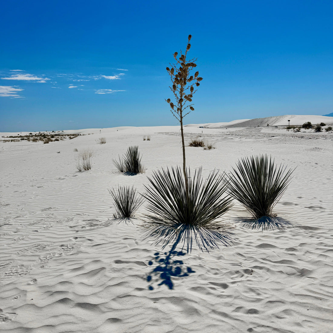 Tomé Supply: An Ancestral Journey Through Aesthetics and Nature