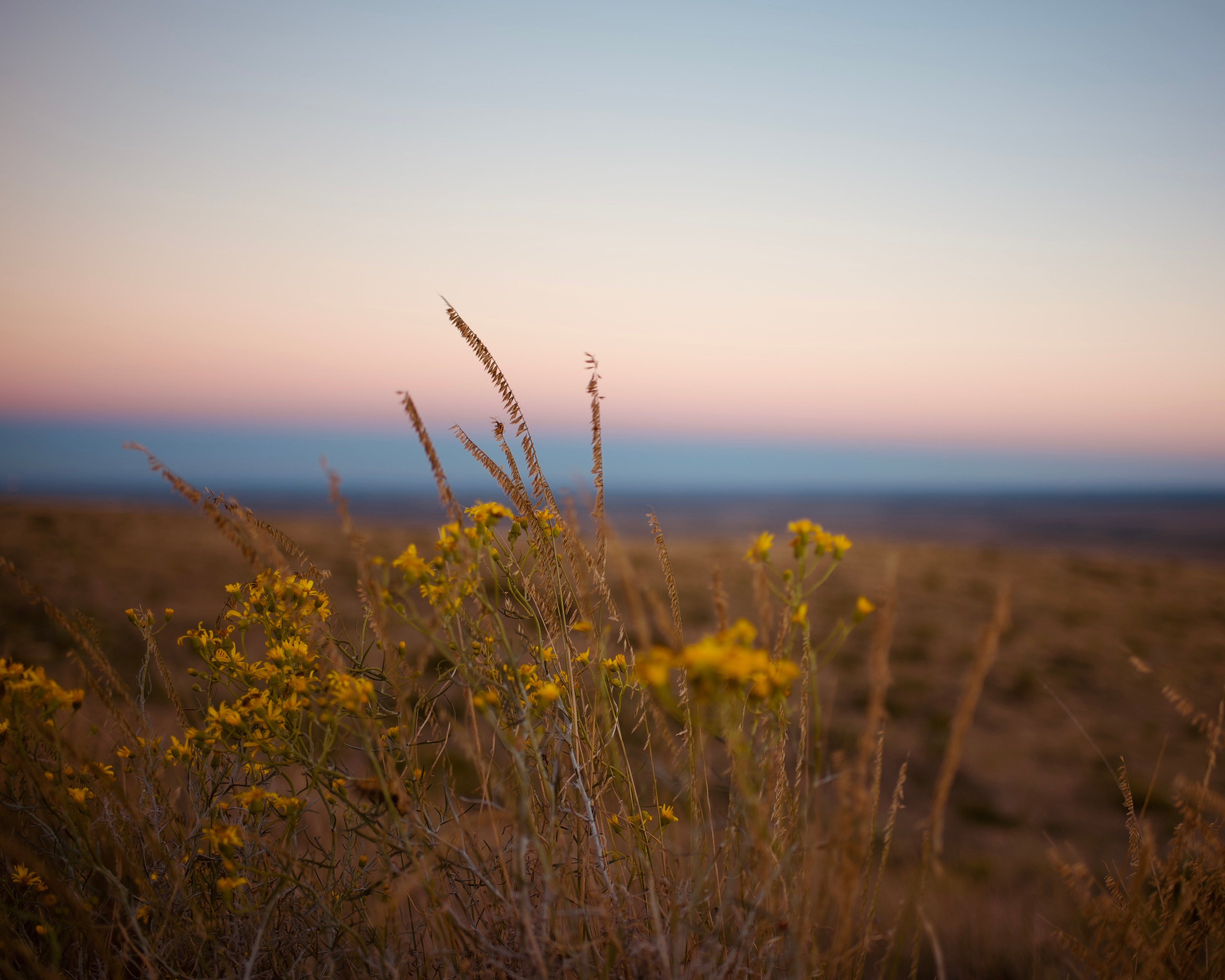 HIGH DESERT