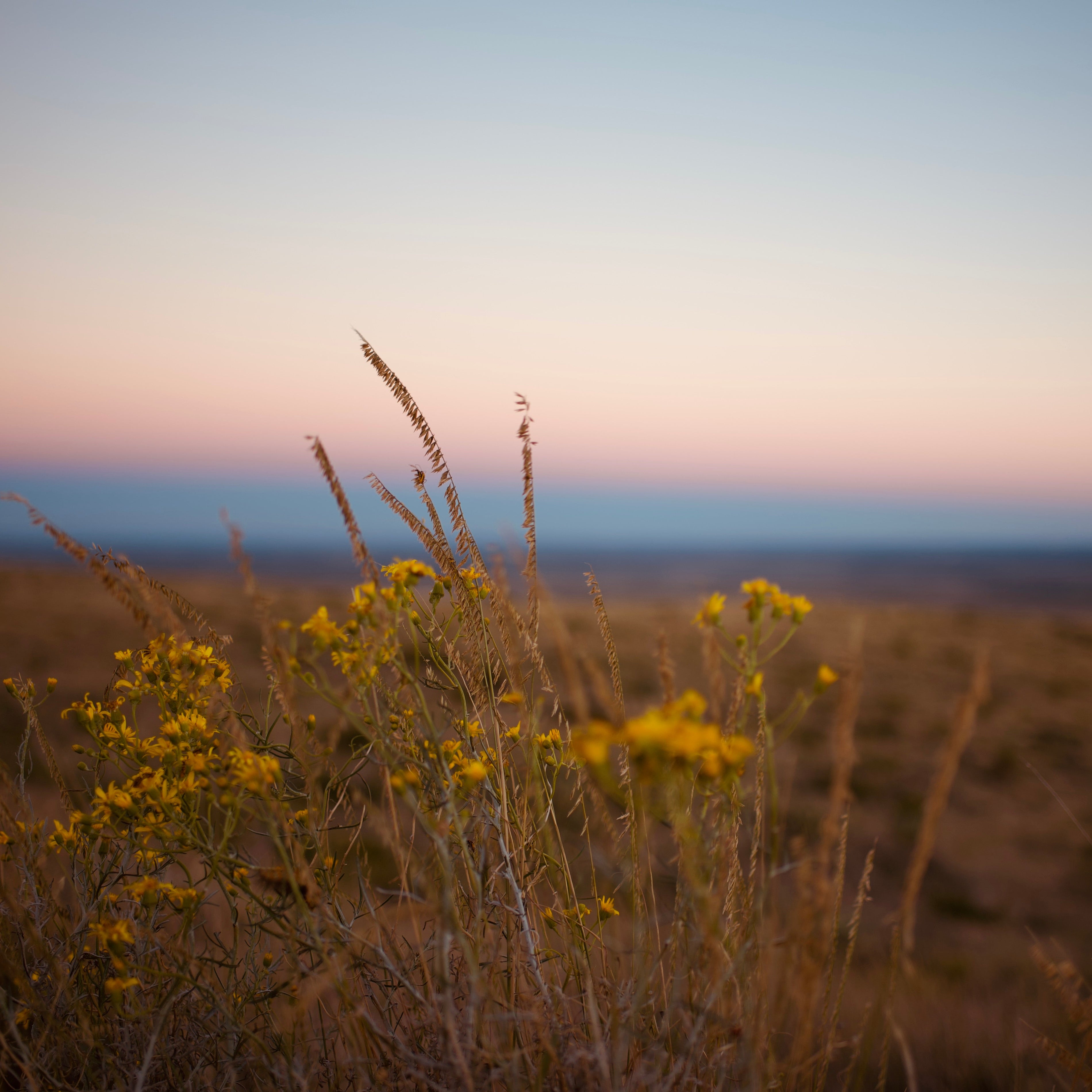 HIGH DESERT